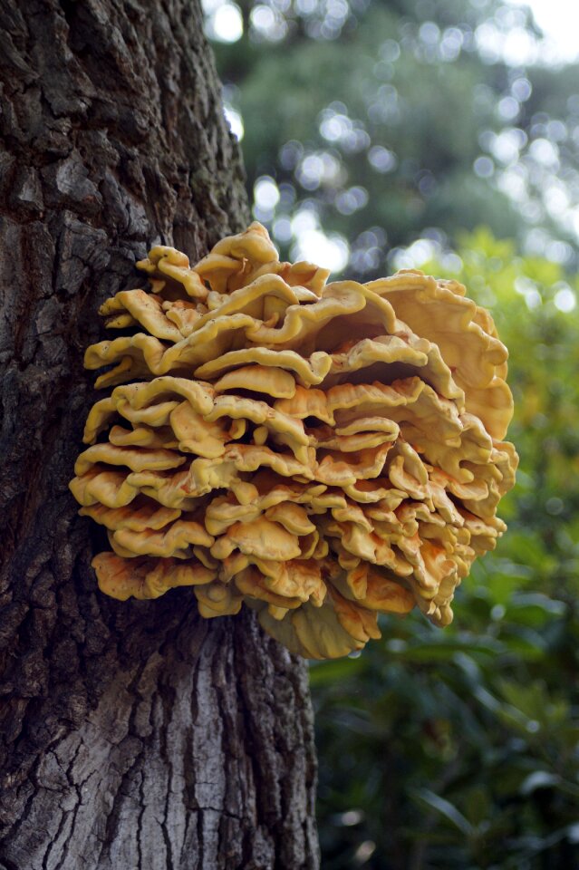 Plant forest tree fungi