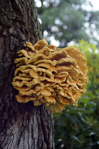 Plant forest tree fungi photo