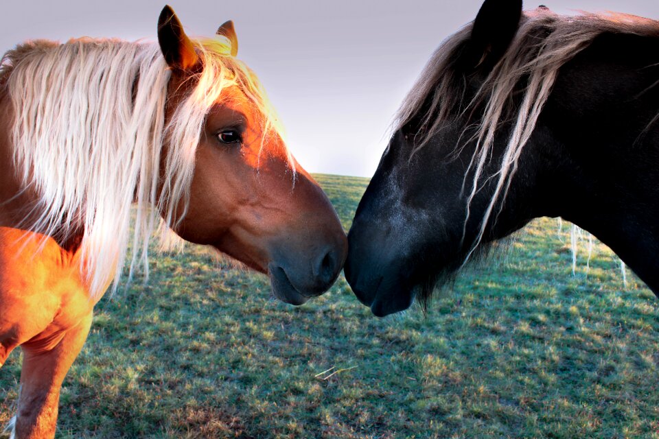 Horse pastures animals