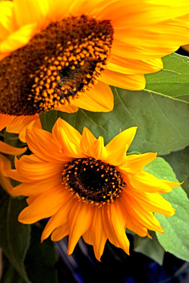 Flourishing ornamental sunflower clear