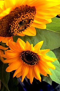 Flourishing ornamental sunflower clear