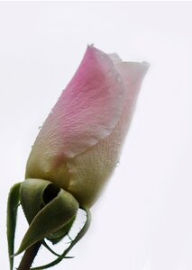 Rose bud petal close-up photo