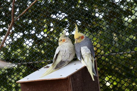 Parakeet colorful animal photo