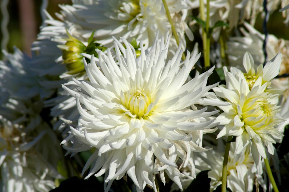 Garden petals white