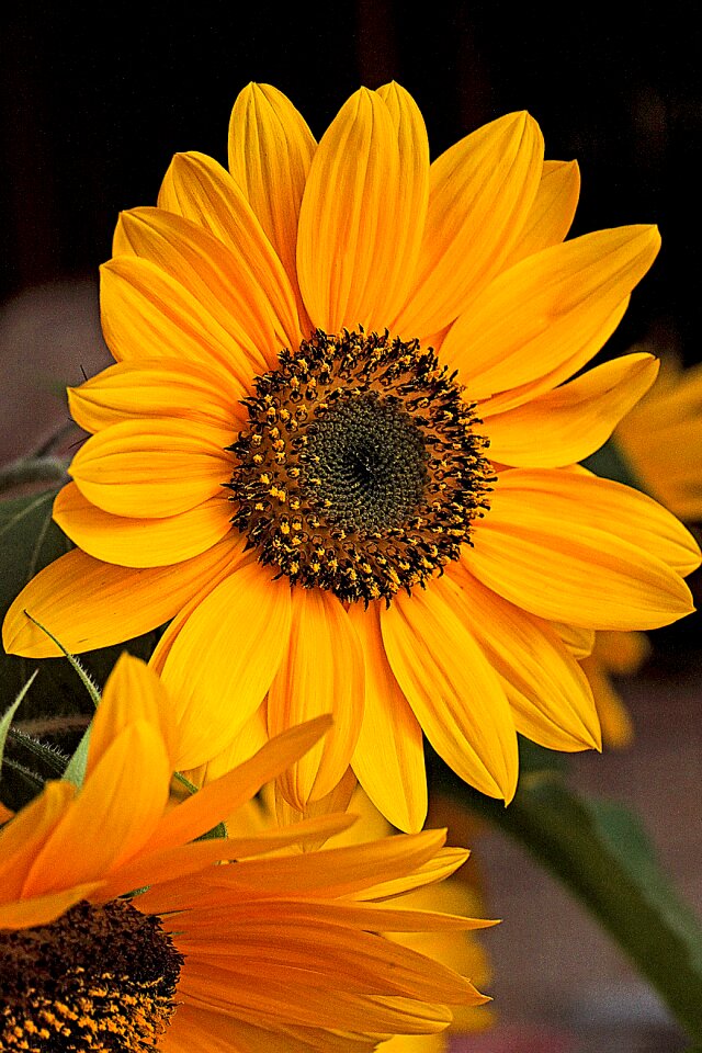 Flourishing ornamental sunflower clear