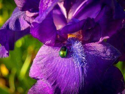 Insect animal flower