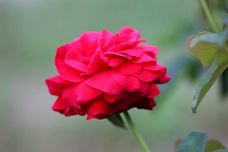 Blossom plant romantic photo