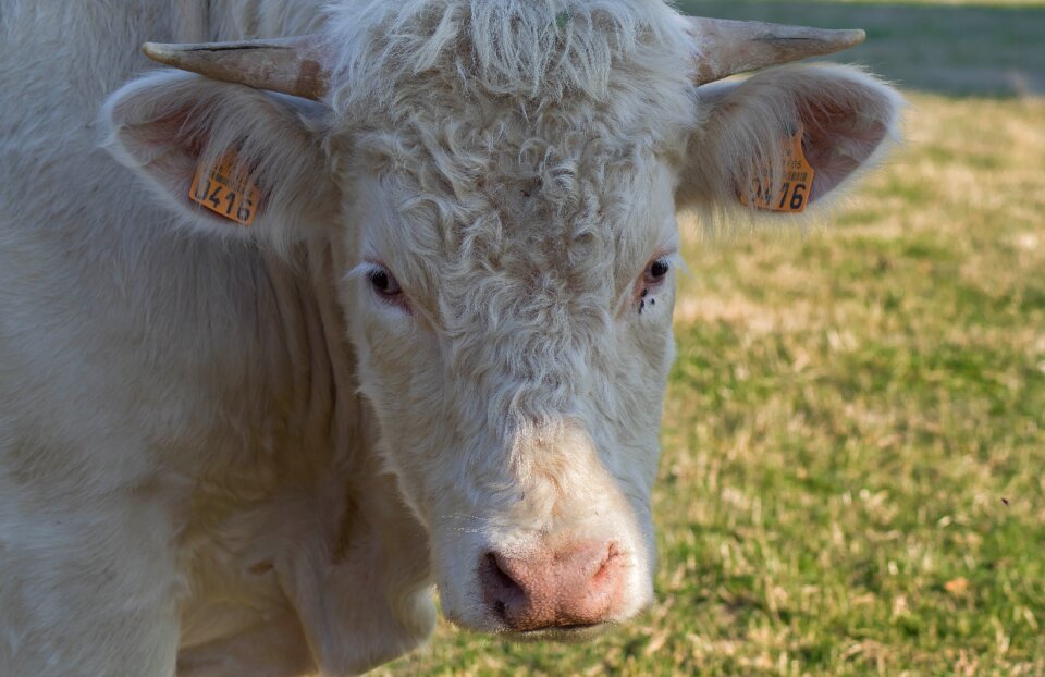 Breeding pastures horns