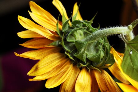 Flourishing ornamental sunflower clear photo