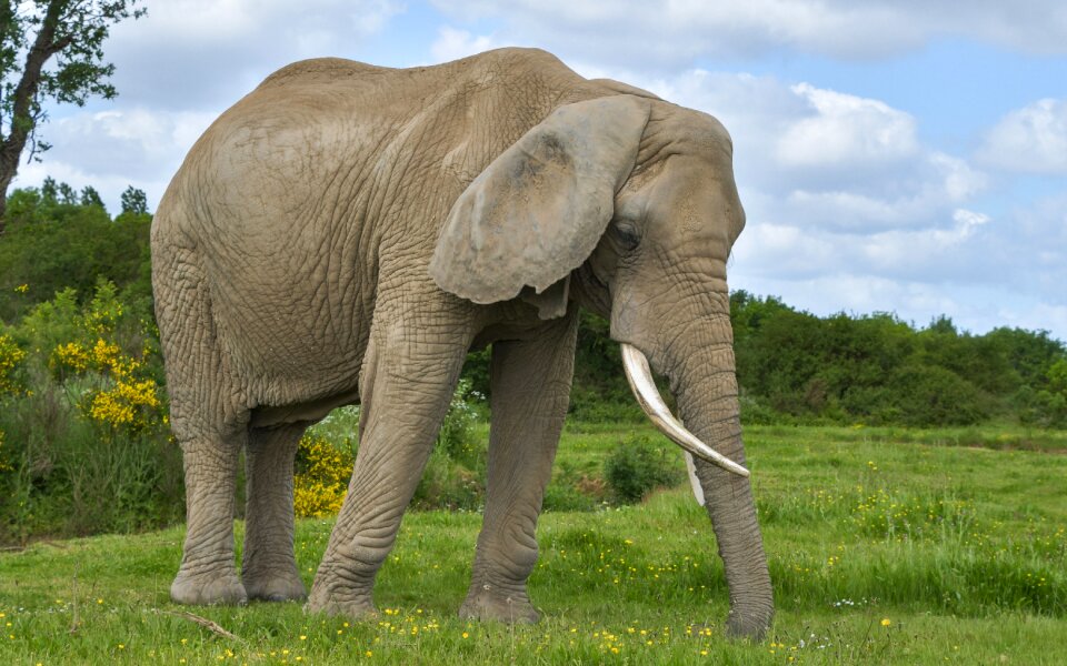 Elephant green nature
