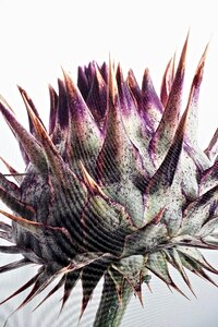 Closeup exotic botanical