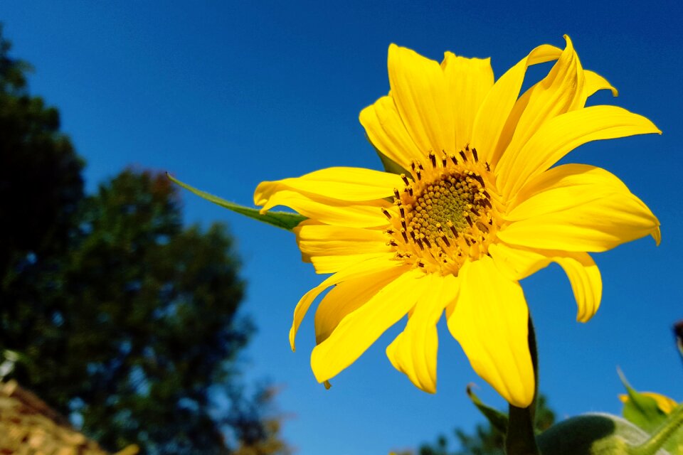 Nature yellow blossom photo