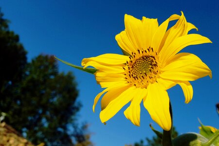 Nature yellow blossom