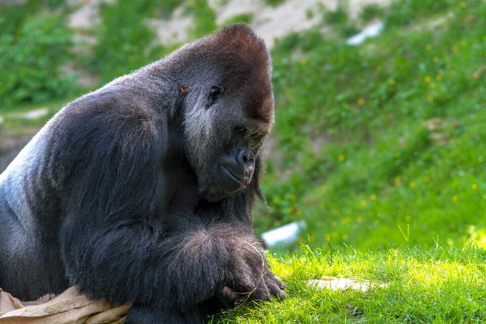 Silverback animal nature