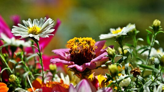 Flower bouquet beauty petals