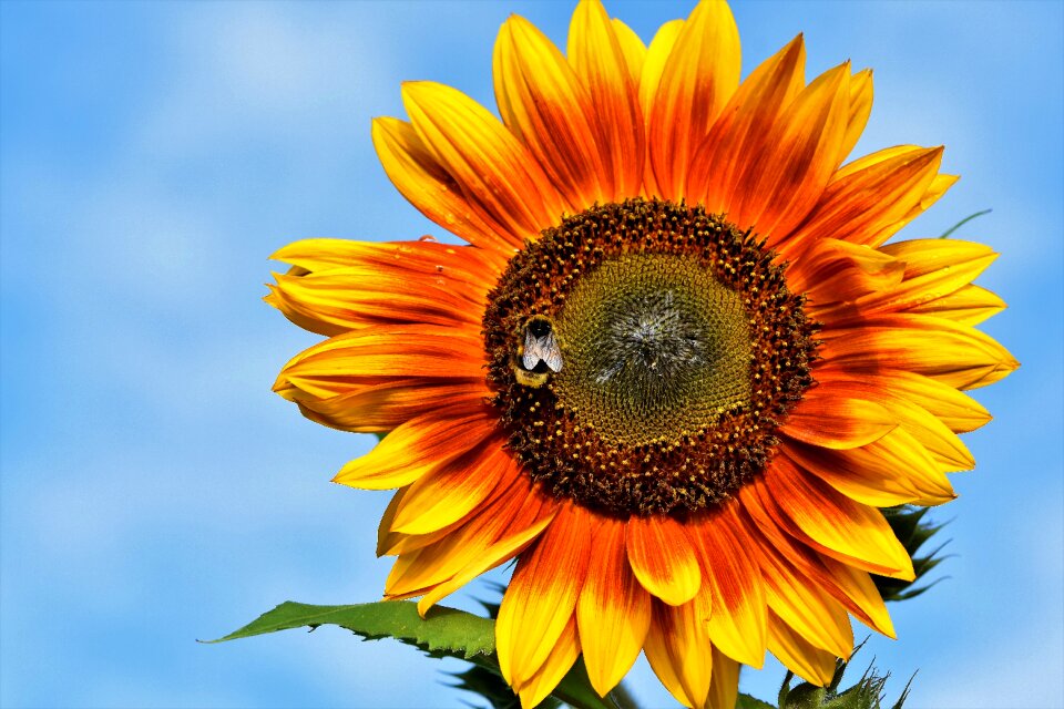 Insect blossom bloom