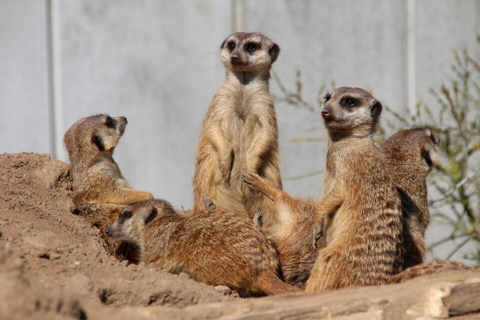 Animal animal world tiergarten