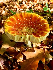 Forest autumn leaf forest floor