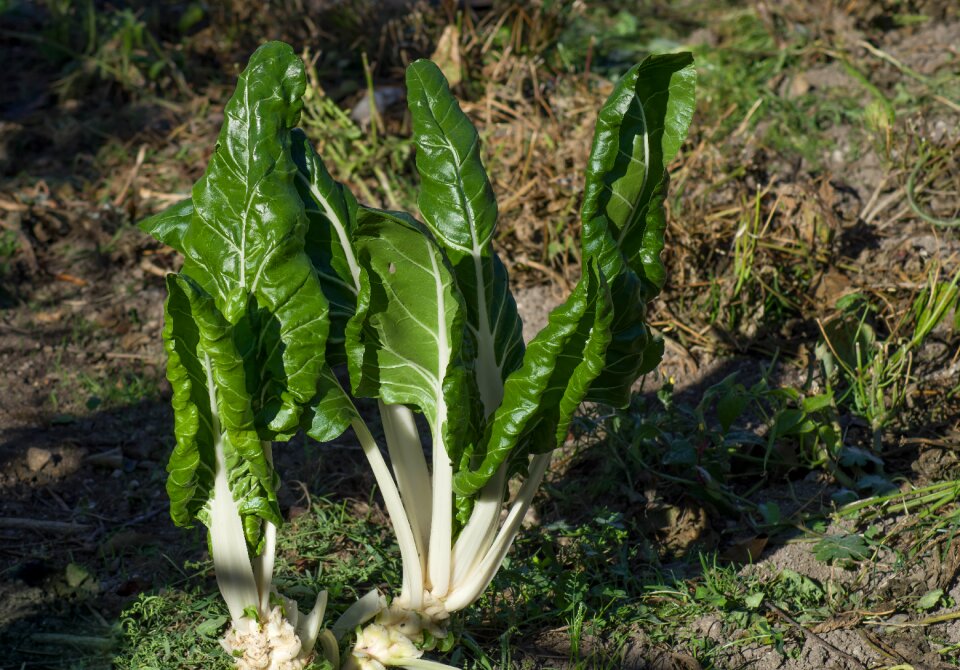 Vegetable harvest plantation