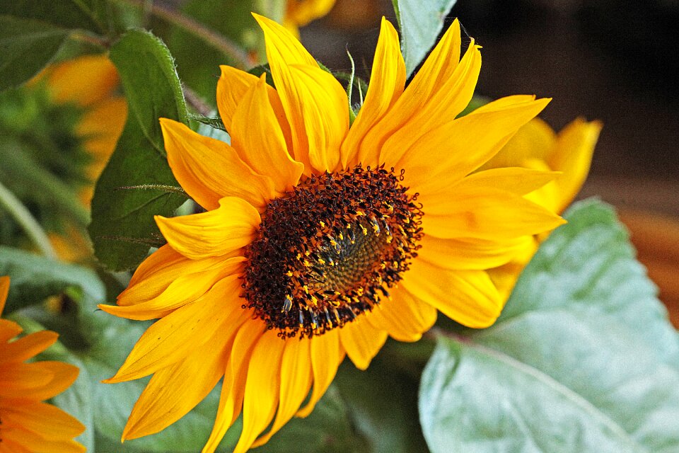 Flourishing ornamental sunflower clear