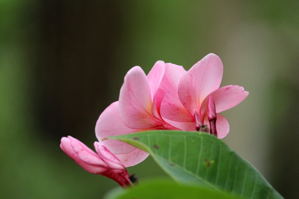 Frangipani frangipani flowers pink