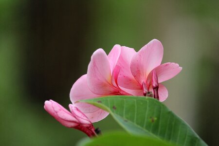 Frangipani frangipani flowers pink