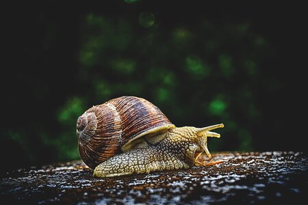 House crawl shell