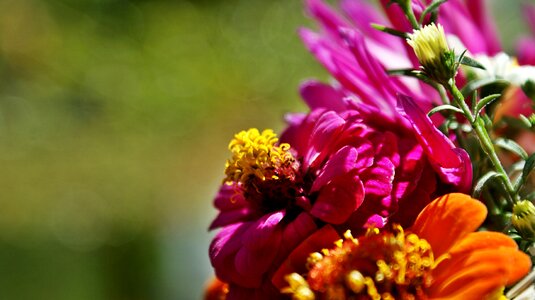 Colorful nature flower garden