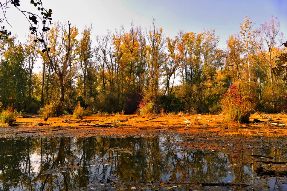 Forest autumn environment