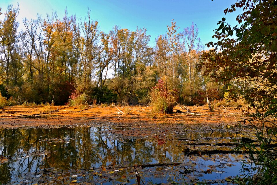 Forest autumn environment