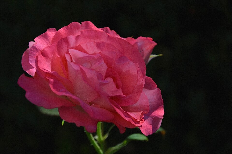 Rose bloom bloom flower