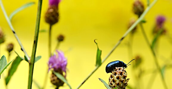 Nature summer close-up