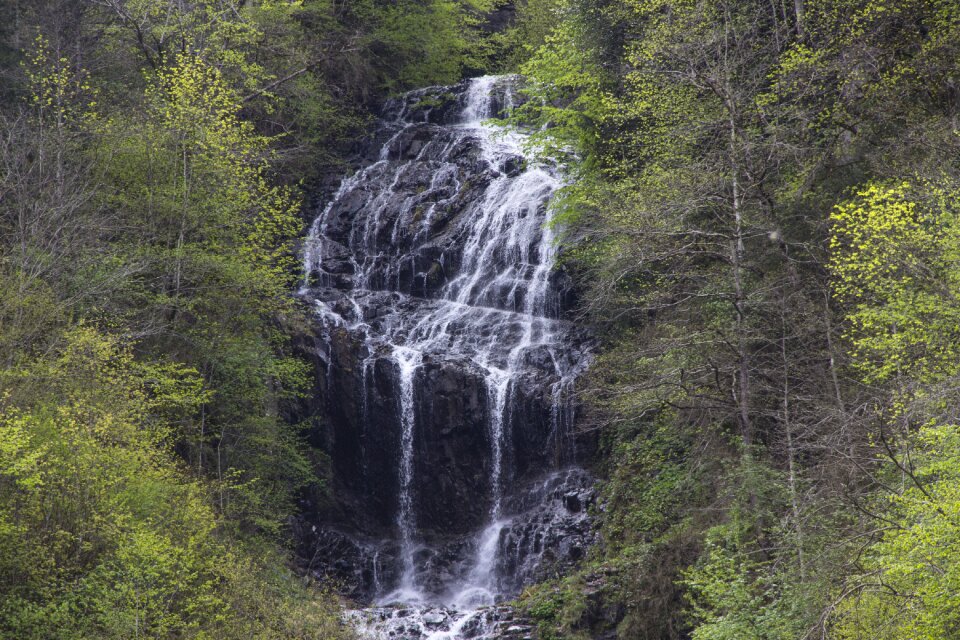 Trees waterfall scenic