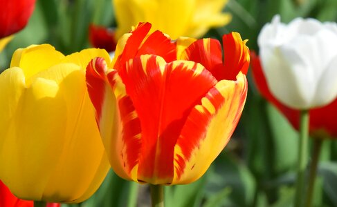 Spring flowers spring tulip field