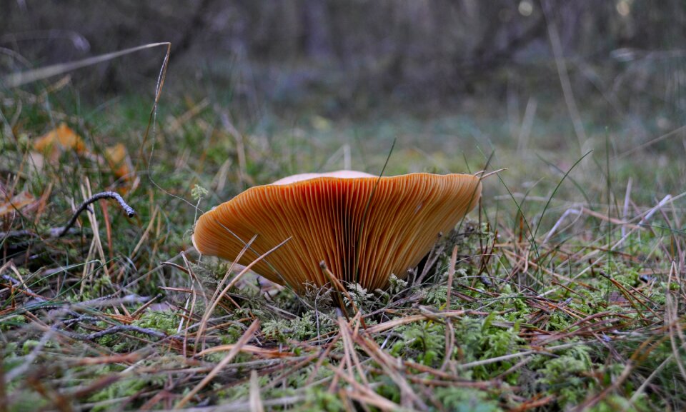 Autumn edible mushroom