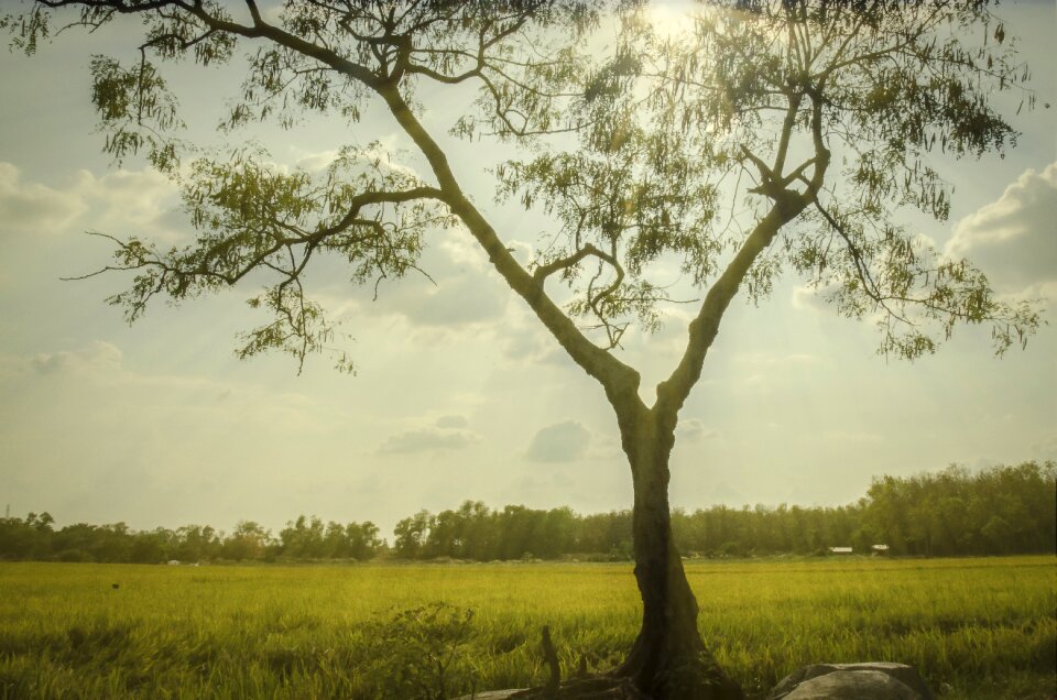 The trees summer field
