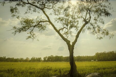 The trees summer field