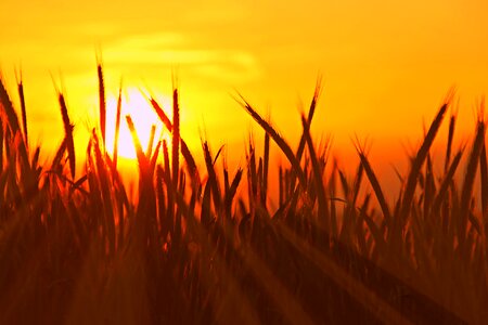 Summer nature field