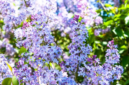 Lilac bush bloom closeup photo