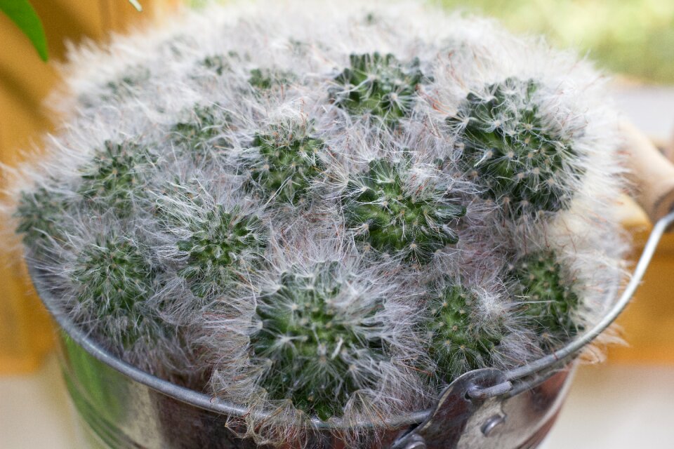 Nature prickly close up