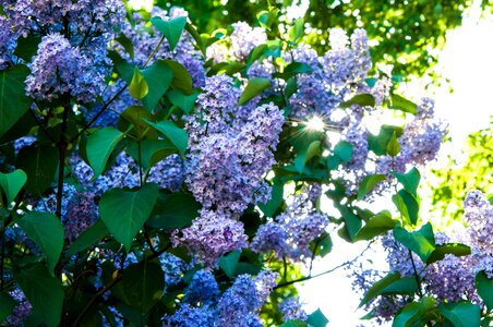 Lilac bush bloom closeup