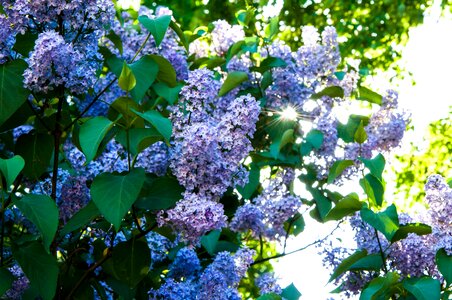 Lilac bush bloom closeup photo