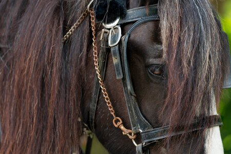 Portrait animal riding