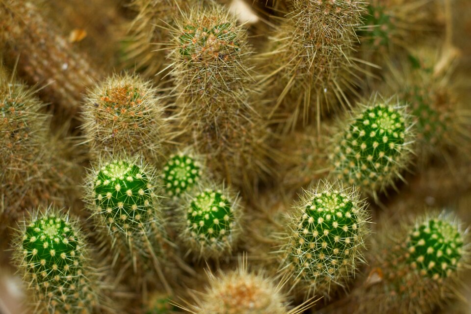 Green plant prickly