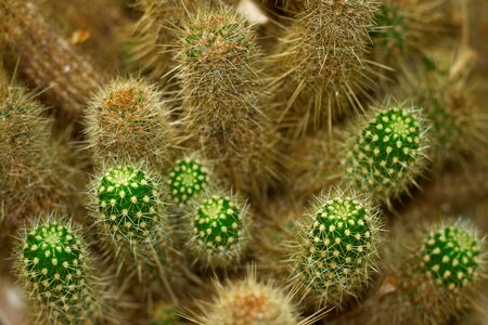 Green plant prickly photo