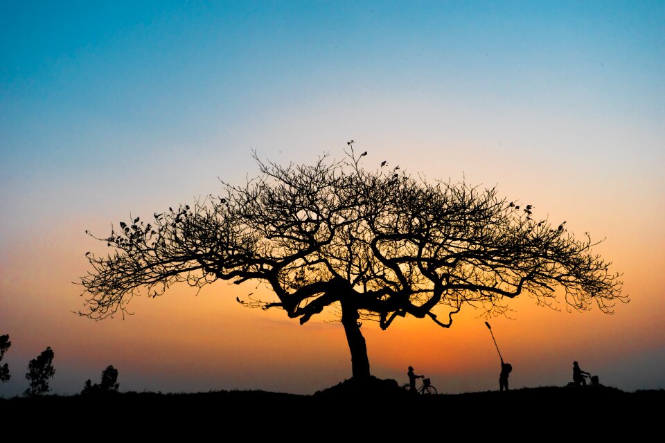Forest sunset silhouette