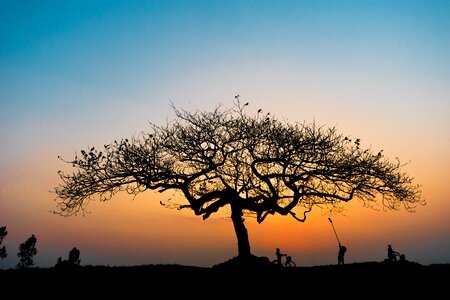 Forest sunset silhouette photo