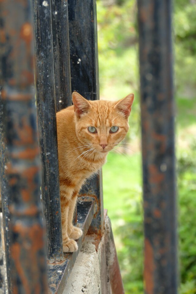 Pet mammal fauna