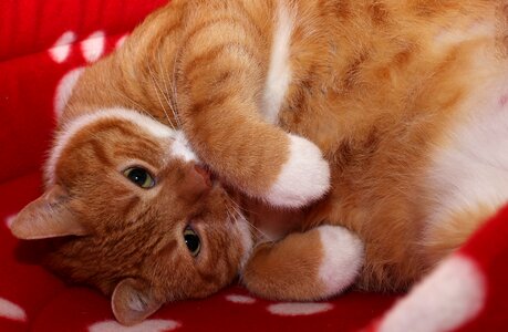 Lazy animal domestic cat