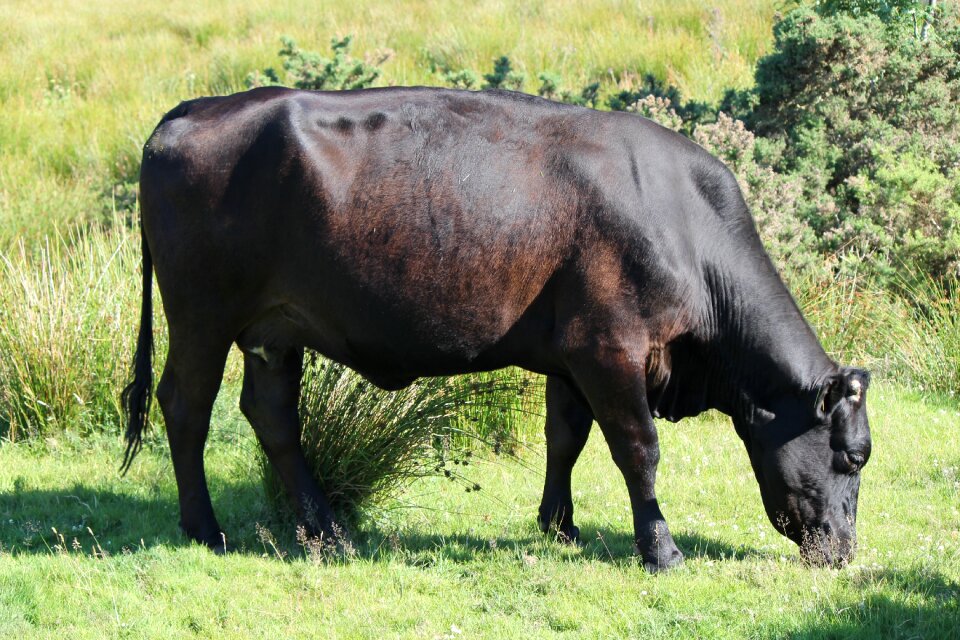 Cattle livestock mammal
